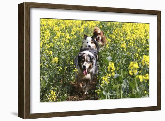 Australian Shepherd 38-Bob Langrish-Framed Photographic Print