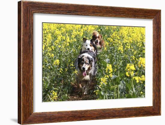 Australian Shepherd 38-Bob Langrish-Framed Photographic Print