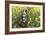 Australian Shepherd 38-Bob Langrish-Framed Photographic Print