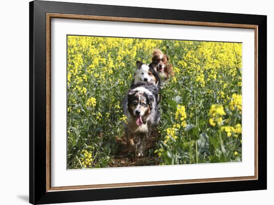 Australian Shepherd 38-Bob Langrish-Framed Photographic Print