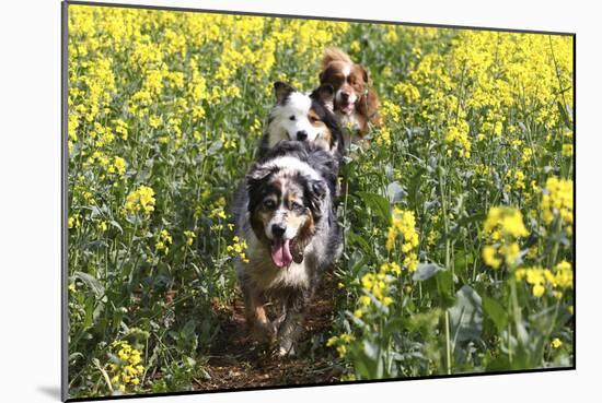 Australian Shepherd 38-Bob Langrish-Mounted Photographic Print