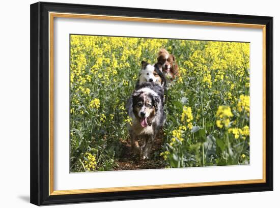 Australian Shepherd 38-Bob Langrish-Framed Photographic Print