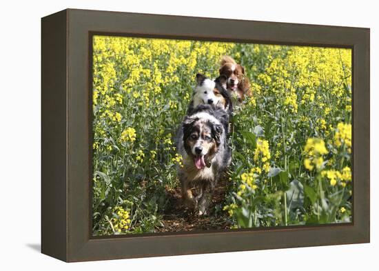 Australian Shepherd 38-Bob Langrish-Framed Premier Image Canvas