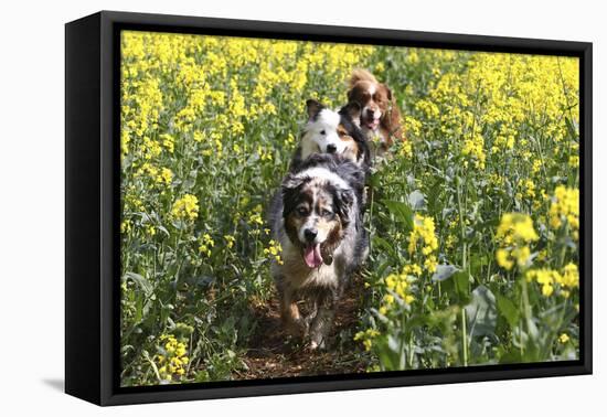 Australian Shepherd 38-Bob Langrish-Framed Premier Image Canvas