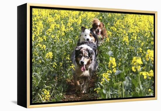 Australian Shepherd 38-Bob Langrish-Framed Premier Image Canvas