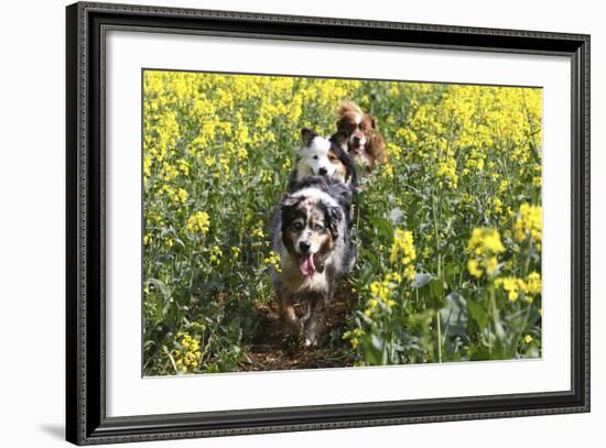 Australian Shepherd 38-Bob Langrish-Framed Photographic Print