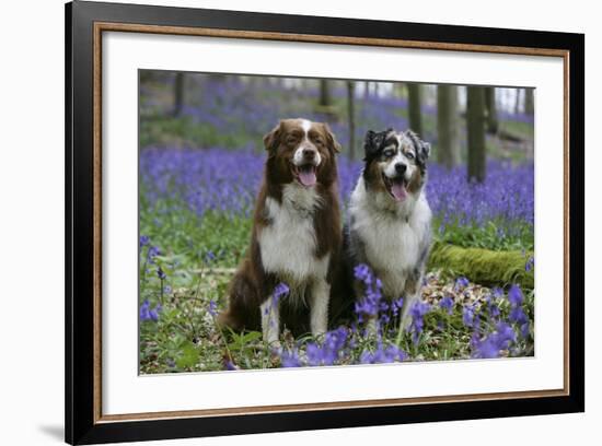 Australian Shepherd 53-Bob Langrish-Framed Photographic Print