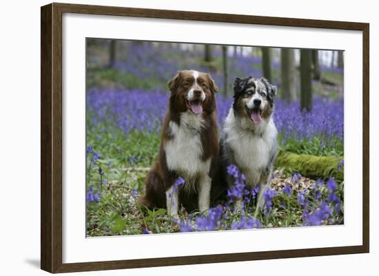 Australian Shepherd 53-Bob Langrish-Framed Photographic Print