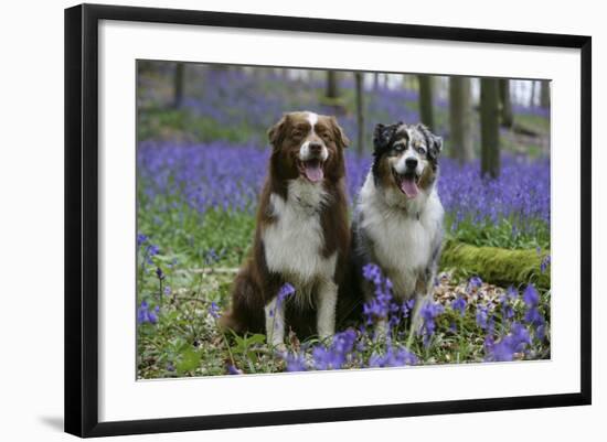 Australian Shepherd 53-Bob Langrish-Framed Photographic Print