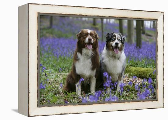 Australian Shepherd 53-Bob Langrish-Framed Premier Image Canvas