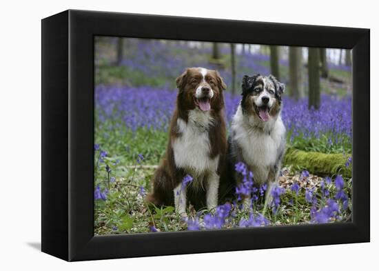 Australian Shepherd 53-Bob Langrish-Framed Premier Image Canvas