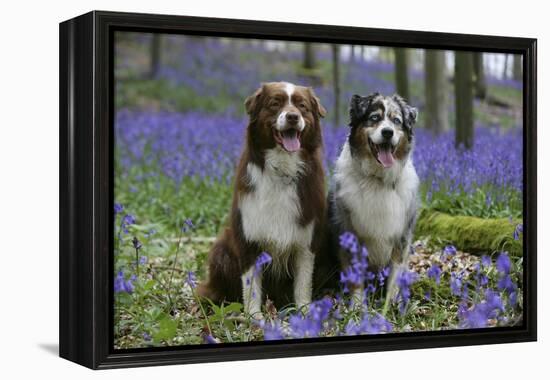 Australian Shepherd 53-Bob Langrish-Framed Premier Image Canvas