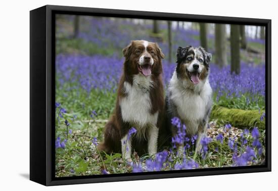 Australian Shepherd 53-Bob Langrish-Framed Premier Image Canvas