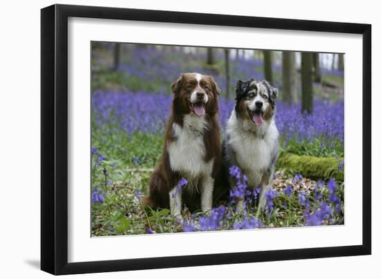 Australian Shepherd 53-Bob Langrish-Framed Photographic Print