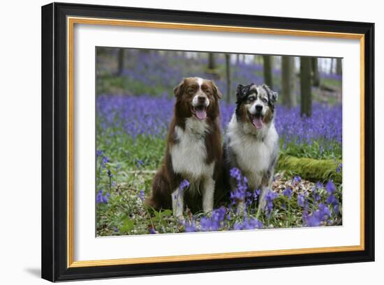 Australian Shepherd 53-Bob Langrish-Framed Photographic Print