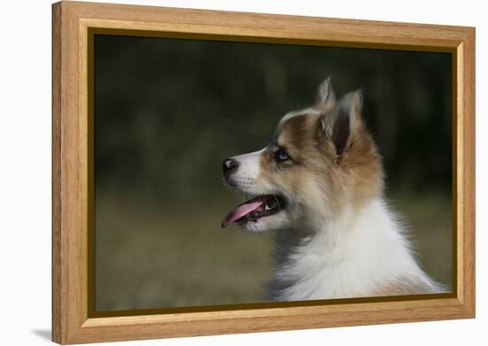 Australian Shepherd 57-Bob Langrish-Framed Premier Image Canvas