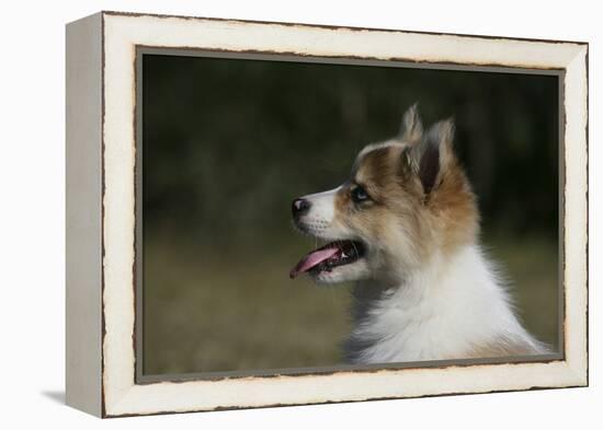 Australian Shepherd 57-Bob Langrish-Framed Premier Image Canvas