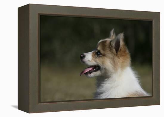 Australian Shepherd 57-Bob Langrish-Framed Premier Image Canvas