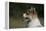 Australian Shepherd 57-Bob Langrish-Framed Premier Image Canvas
