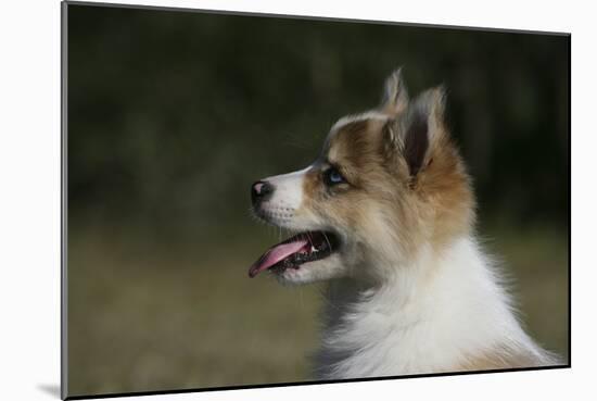 Australian Shepherd 57-Bob Langrish-Mounted Photographic Print