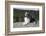 Australian Shepherd Dog-Lynn M^ Stone-Framed Photographic Print