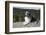 Australian Shepherd Dog-Lynn M^ Stone-Framed Photographic Print