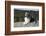 Australian Shepherd Dog-Lynn M^ Stone-Framed Photographic Print