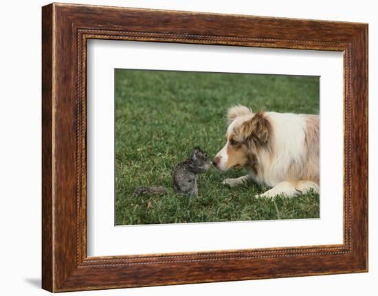 Australian Shepherd Facing off a California Ground Squirrel-DLILLC-Framed Photographic Print