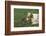 Australian Shepherd Facing off a California Ground Squirrel-DLILLC-Framed Photographic Print