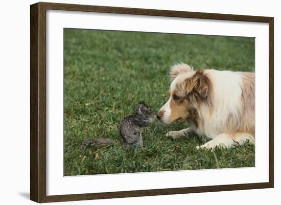 Australian Shepherd Facing off a California Ground Squirrel-DLILLC-Framed Photographic Print