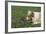 Australian Shepherd Facing off a California Ground Squirrel-DLILLC-Framed Photographic Print