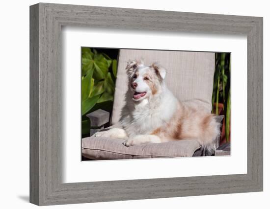 Australian Shepherd Lying on Patio Chair-Zandria Muench Beraldo-Framed Photographic Print