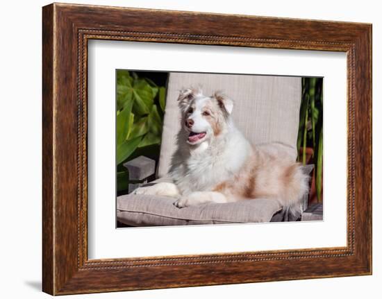 Australian Shepherd Lying on Patio Chair-Zandria Muench Beraldo-Framed Photographic Print