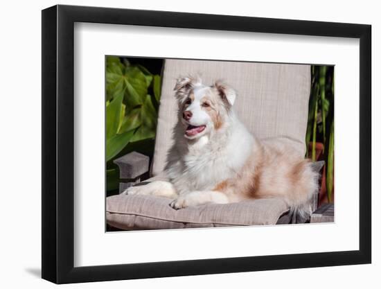 Australian Shepherd Lying on Patio Chair-Zandria Muench Beraldo-Framed Photographic Print