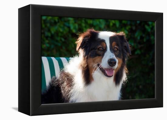 Australian Shepherd Portrait-Zandria Muench Beraldo-Framed Premier Image Canvas