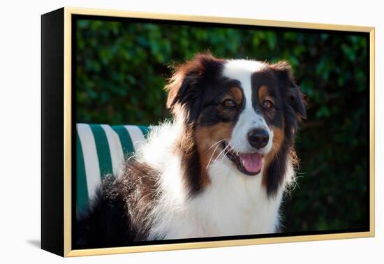 Australian Shepherd Portrait-Zandria Muench Beraldo-Framed Premier Image Canvas