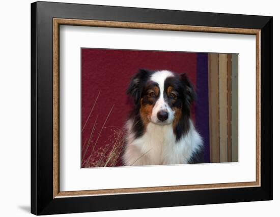 Australian Shepherd Portrait-Zandria Muench Beraldo-Framed Photographic Print