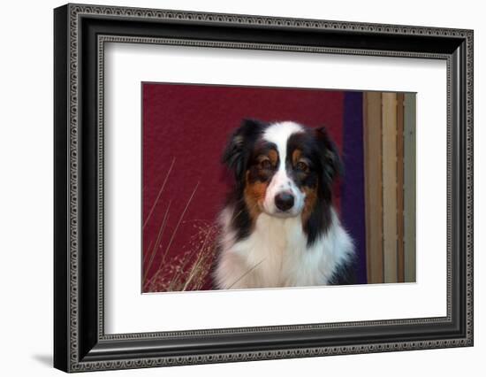 Australian Shepherd Portrait-Zandria Muench Beraldo-Framed Photographic Print