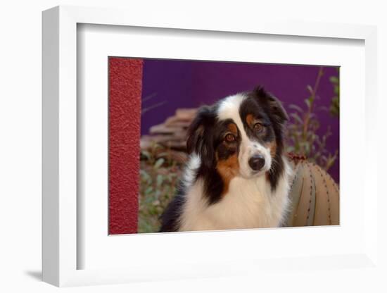 Australian Shepherd Portrait-Zandria Muench Beraldo-Framed Photographic Print