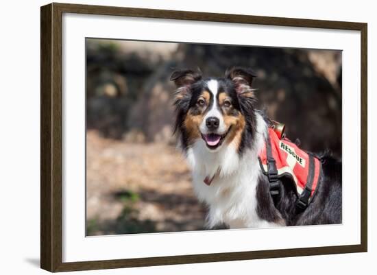 Australian Shepherd Search and Rescue Dog-Zandria Muench Beraldo-Framed Photographic Print