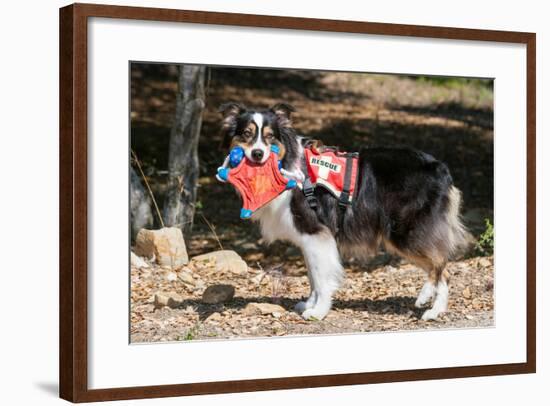 Australian Shepherd Search and Rescue Dog-Zandria Muench Beraldo-Framed Photographic Print