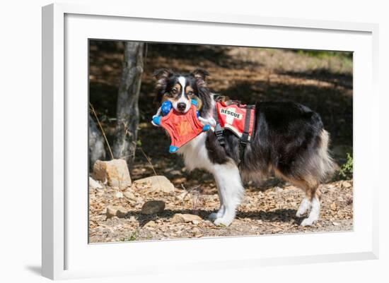 Australian Shepherd Search and Rescue Dog-Zandria Muench Beraldo-Framed Photographic Print