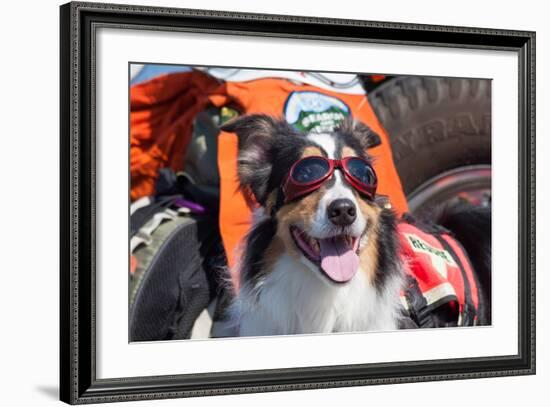 Australian Shepherd Search and Rescue Dog-Zandria Muench Beraldo-Framed Photographic Print