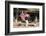 Australian Shepherd Search and Rescue Dog-Zandria Muench Beraldo-Framed Photographic Print