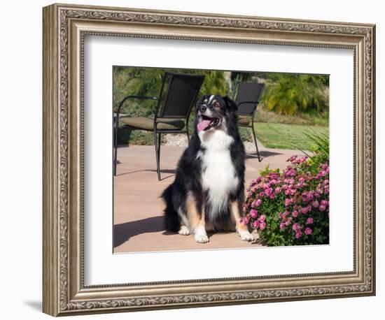 Australian Shepherd Sitting on Patio-Zandria Muench Beraldo-Framed Photographic Print