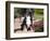 Australian Shepherd Sitting on Patio-Zandria Muench Beraldo-Framed Photographic Print