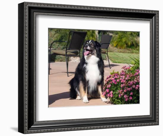 Australian Shepherd Sitting on Patio-Zandria Muench Beraldo-Framed Photographic Print