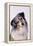 Australian Shepherd Tilting Head-DLILLC-Framed Premier Image Canvas