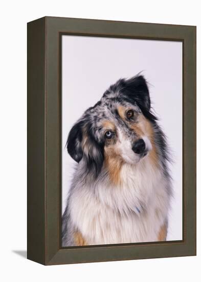 Australian Shepherd Tilting Head-DLILLC-Framed Premier Image Canvas