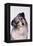 Australian Shepherd Tilting Head-DLILLC-Framed Premier Image Canvas